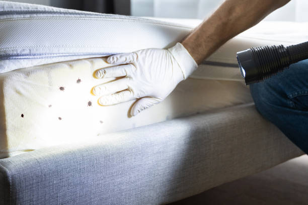 Best Termite Control Services  in Pine Brook, NJ