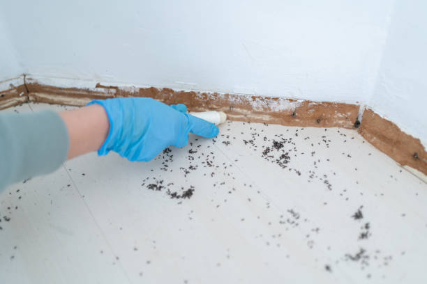 Best Best Pest Control Companies  in Pine Brook, NJ