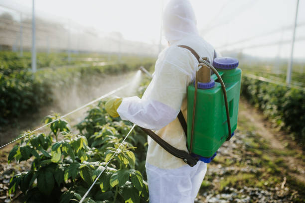 Wasp Removal Services in Pine Brook, NJ